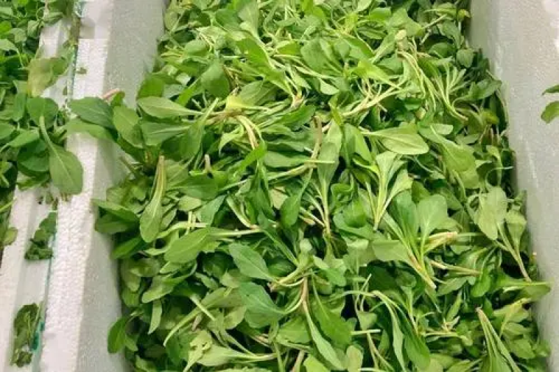 马兰头精品好货一手货源直发对接电商平台欢迎联系