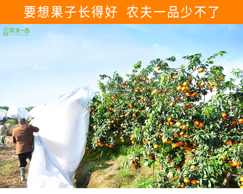 柑橘果园防霜冻保温防寒布便携免搭农用透气透茶园防冻布