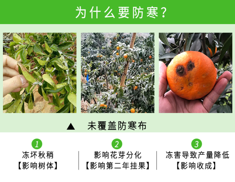 柑橘果园防霜冻保温防寒布便携免搭农用透气透茶园防冻布