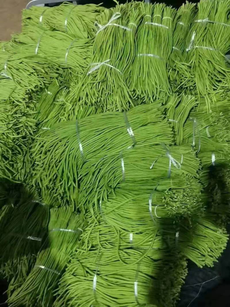 架豆精品四季豆10~15cm货源优质价格便宜欢迎采购