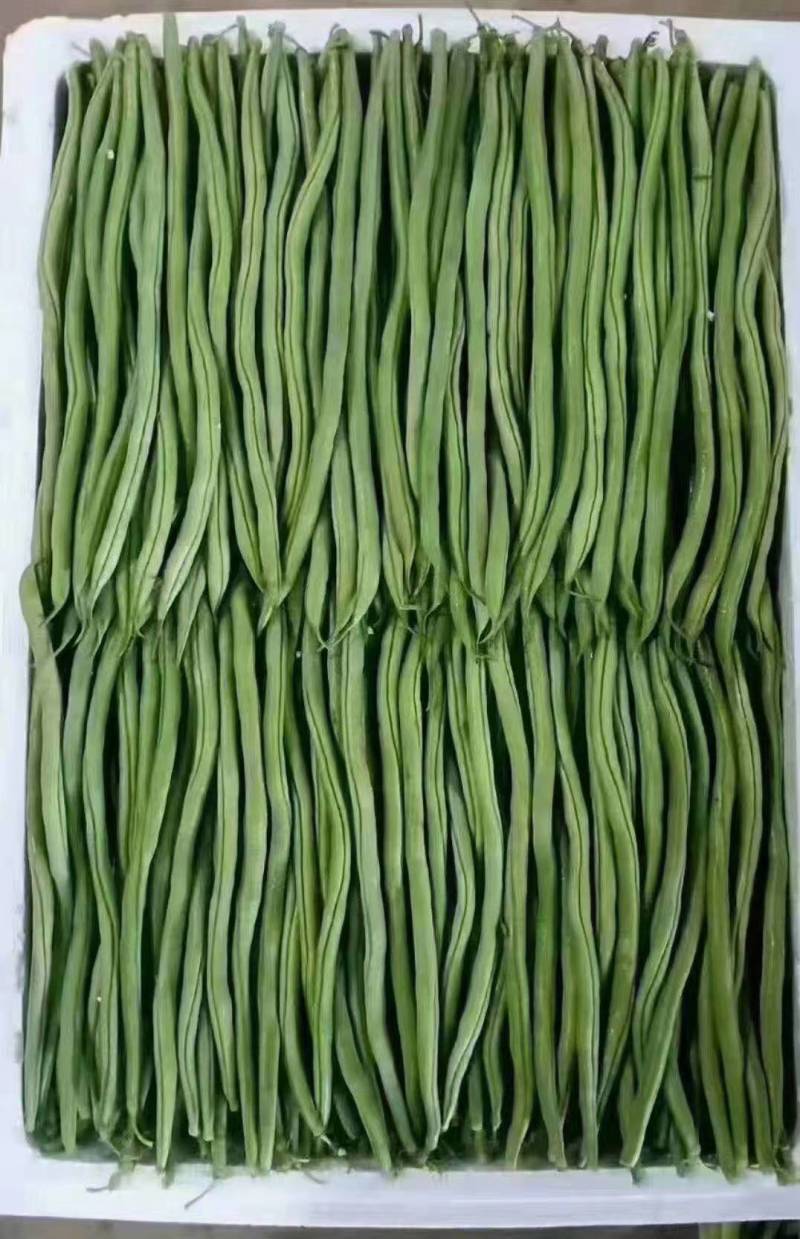 架豆精品四季豆10~15cm货源优质价格便宜欢迎采购