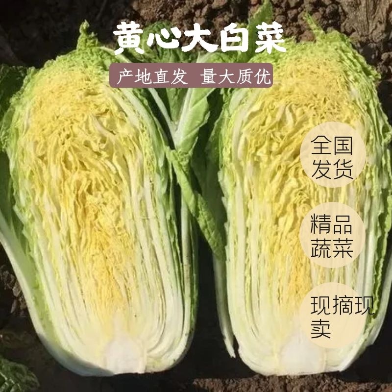 湖北沙洋大白菜新鲜上市啦！❤大量精品，价格便宜，无虫眼