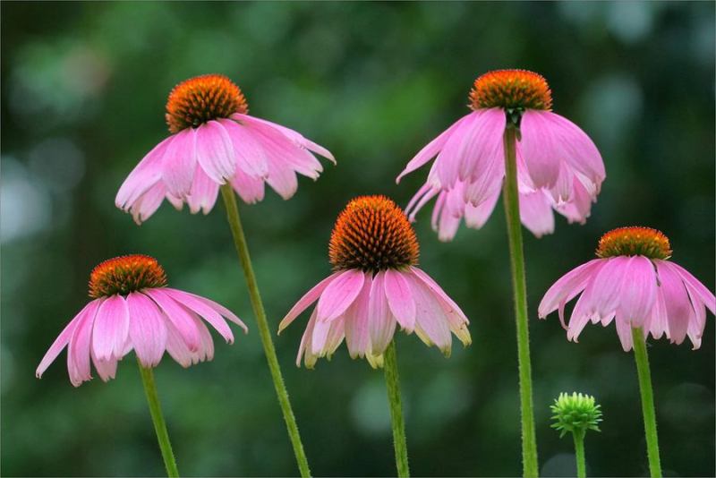 【松果菊】松果菊种子松果菊籽种颗粒饱满发芽率高