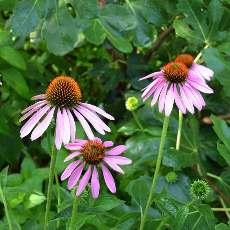 【松果菊】松果菊种子松果菊籽种颗粒饱满发芽率高