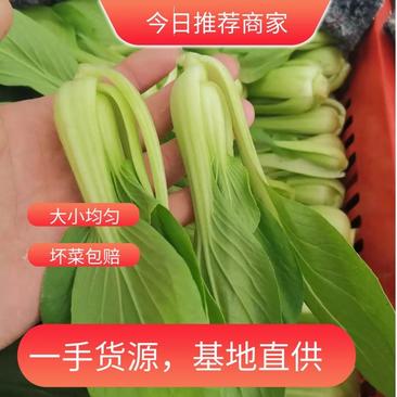 山东曹县上海青油菜货源充足诚信合作，万亩基地常年供应