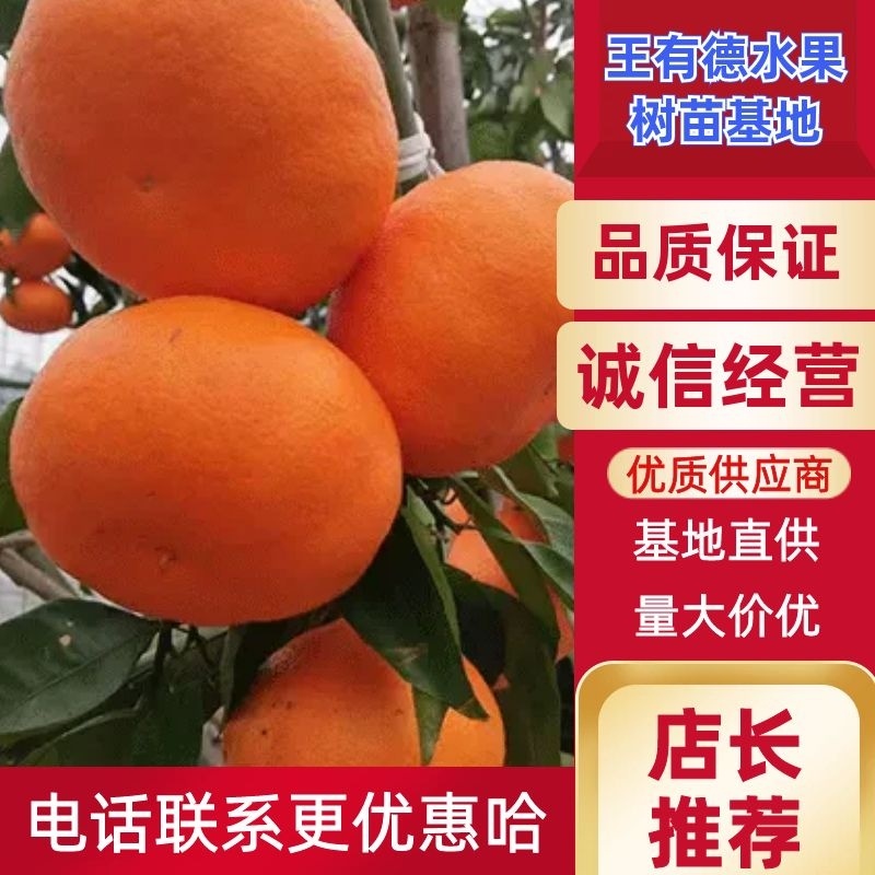 明日见柑橘苗，一手货源，口感甜度高易剥皮，杯苗裸根来电优惠