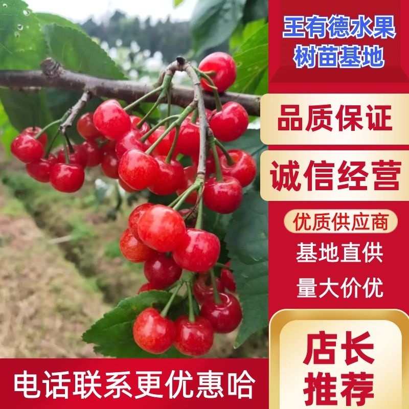 【精品】红妃樱桃苗玛瑙红樱桃苗车厘子苗，一手货源红品种纯正