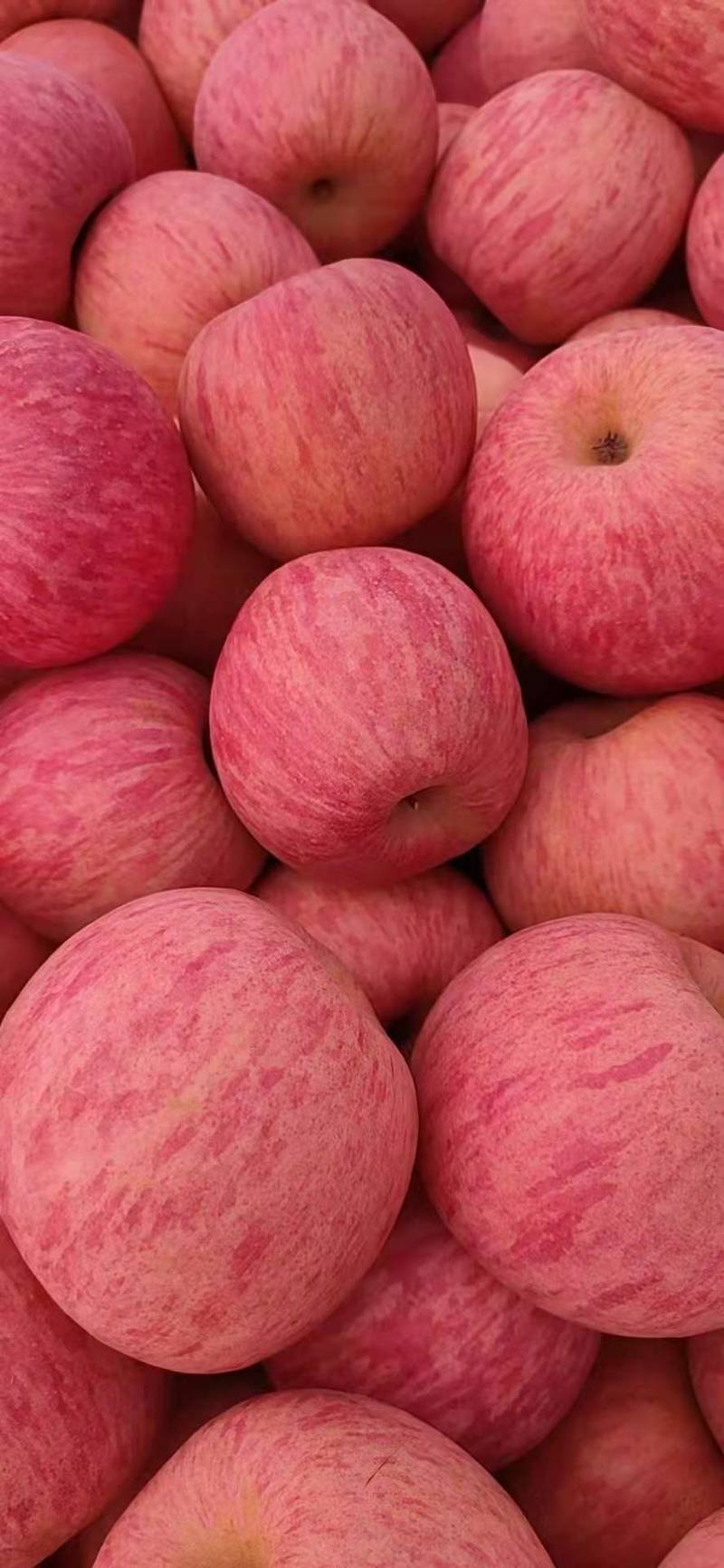 【低价优选】山东临沂红富士苹果新鲜应季水果现摘批发价量大