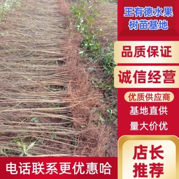 毛桃苗，一手货源，自家种植，规格齐全，量大从优，欢迎选购