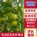 【批发】蜂糖李子苗，货源充足，品质保障，量大从优提供技术指导