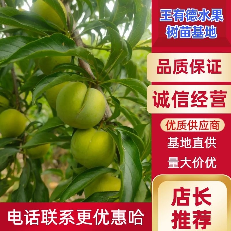 【批发】蜂糖李子苗，货源充足，品质保障，量大从优提供技术指导