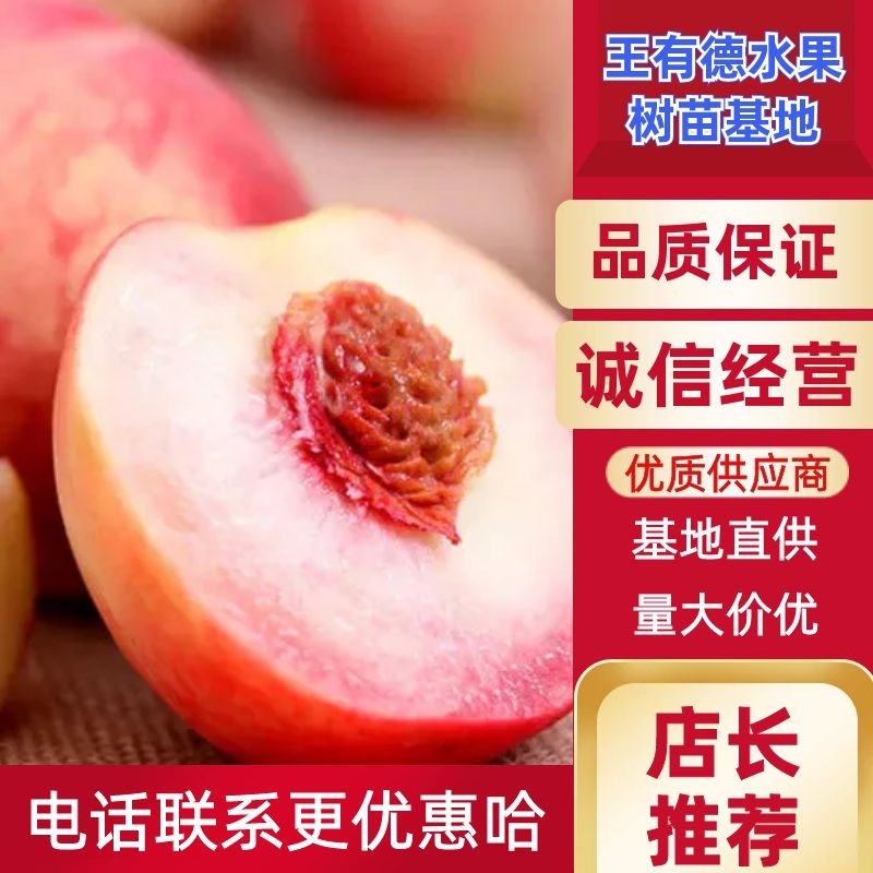 桃树苗，一手货源，果园裁剪枝条，品种纯正，提供技术指导