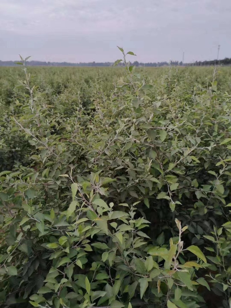 杜梨苗，河北杜梨苗粗度0.8以上大量供应！优质杜梨苗