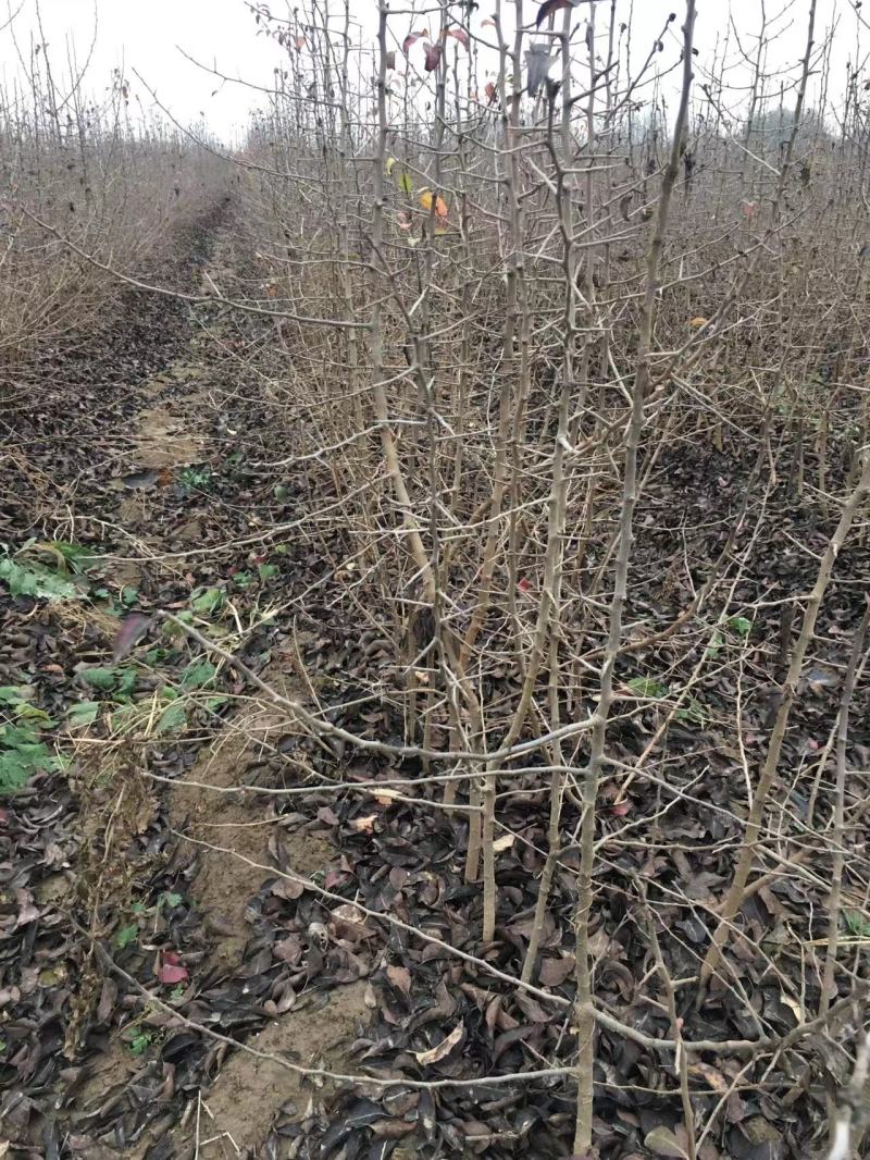 杜梨苗，河北杜梨苗粗度0.8以上大量供应！优质杜梨苗