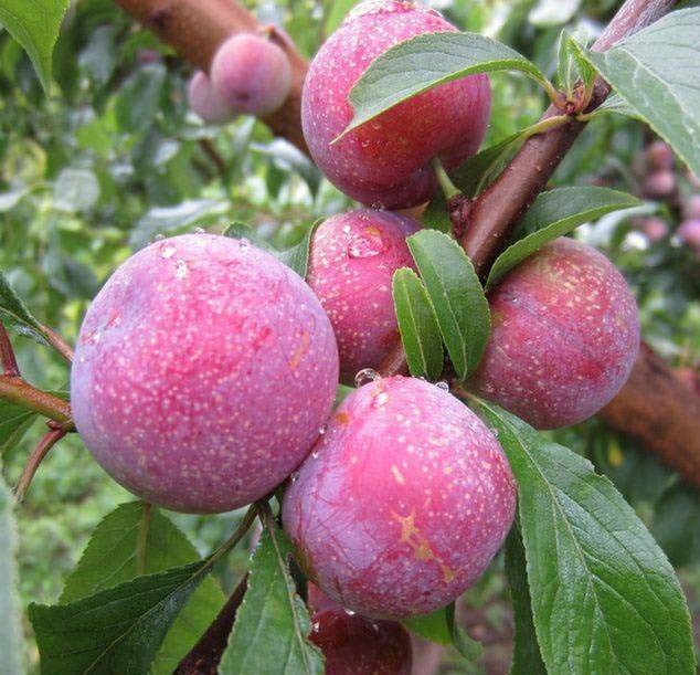 展示红布林未来可能推出的AR虚拟试穿功能概念图 红布林未来科技概念图