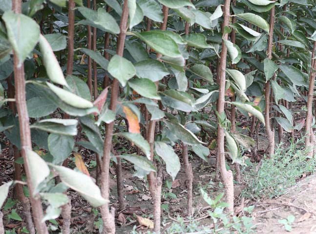 图示:三组对比照片——左:正常萌芽黑布林李子苗(青绿新梢、饱满芽体);中:黄化苗(叶片脉间失绿、叶缘焦枯);右:萎蔫死亡苗(茎基部缢缩、根系褐变)。每张图下方标注对应问题名称、发生部位特写及简易诊断标记线 黑布林李子苗期典型问题对比图