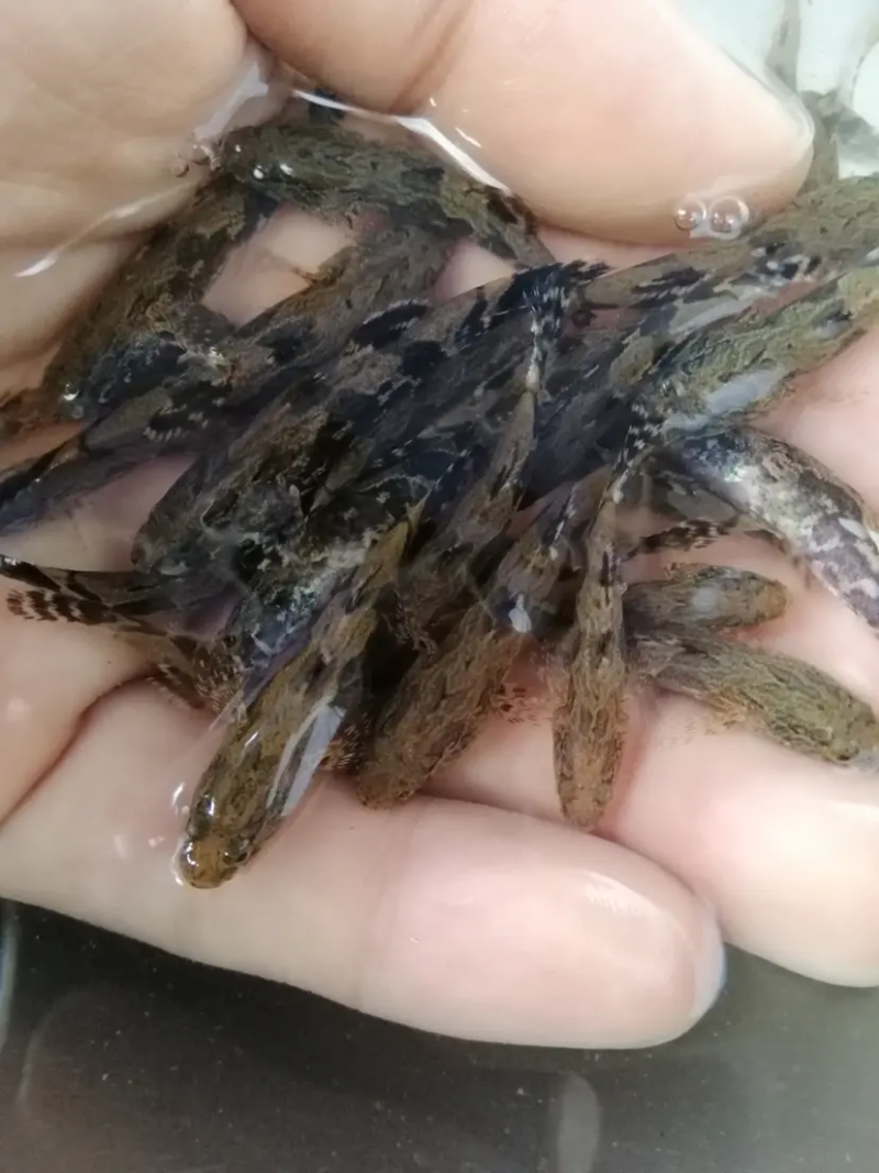 【杂交】笋壳鱼苗快大良种鱼苗产地直供欢迎来电