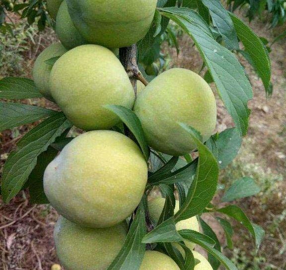 达州青脆李子苗种植基地