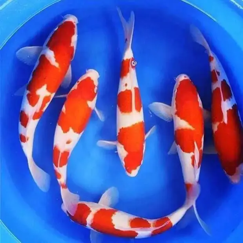 【放生鱼】日本锦鲤鱼苗锦鲤观赏鱼苗品质优良一手货源