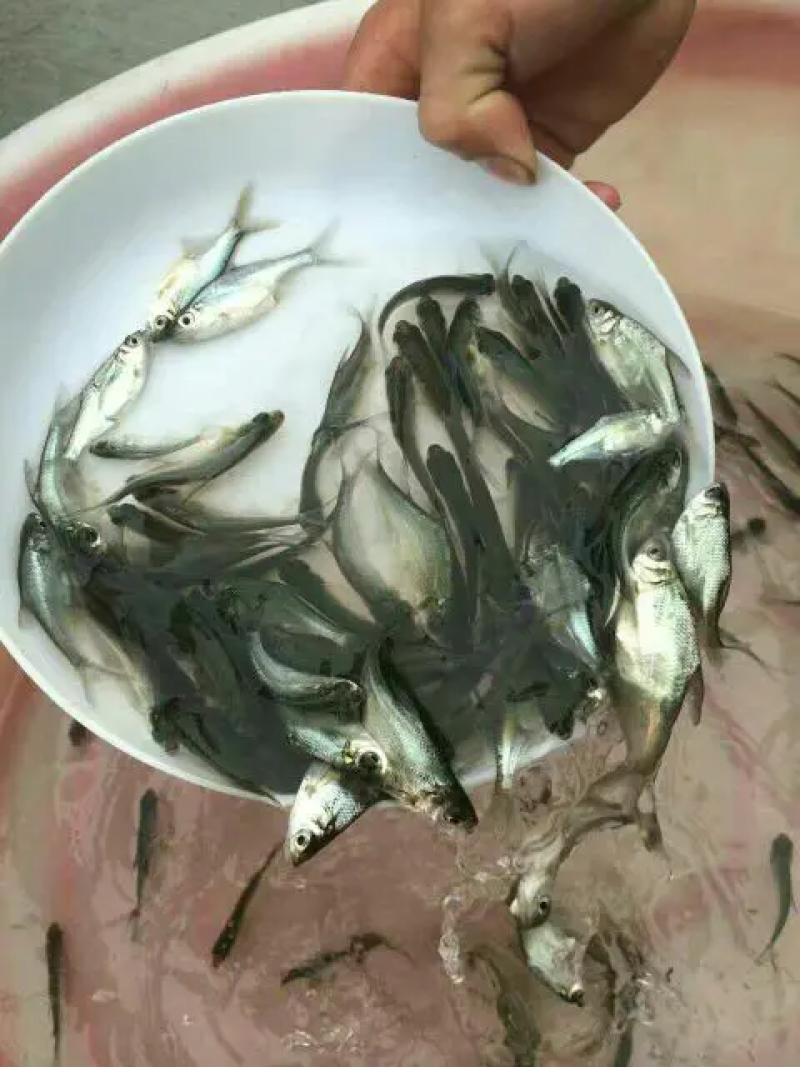 武昌鱼苗沙边鱼苗武昌鱼大量出售一手货源产地直供