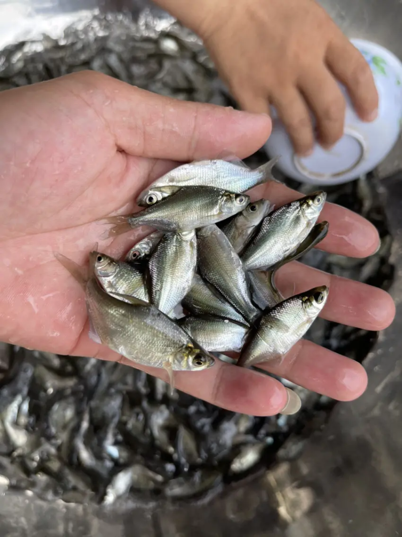 武昌鱼苗沙边鱼苗武昌鱼大量出售一手货源产地直供