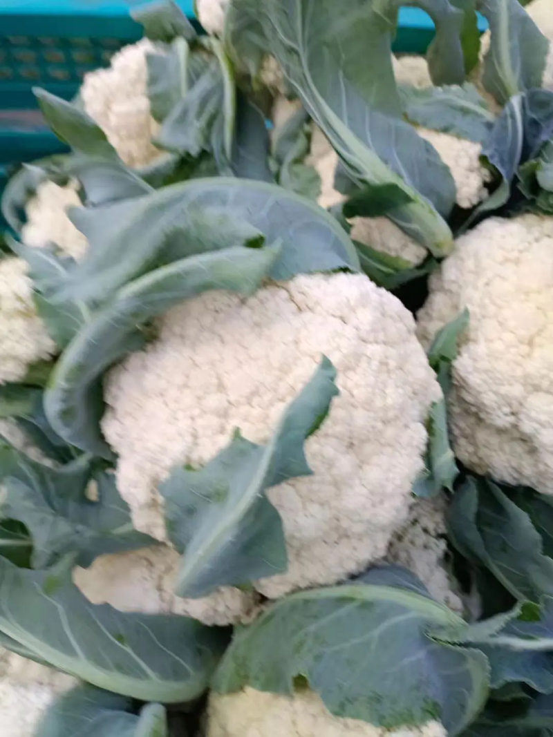松花菜湖北菜花货量充足价格真实市场直供视频看货