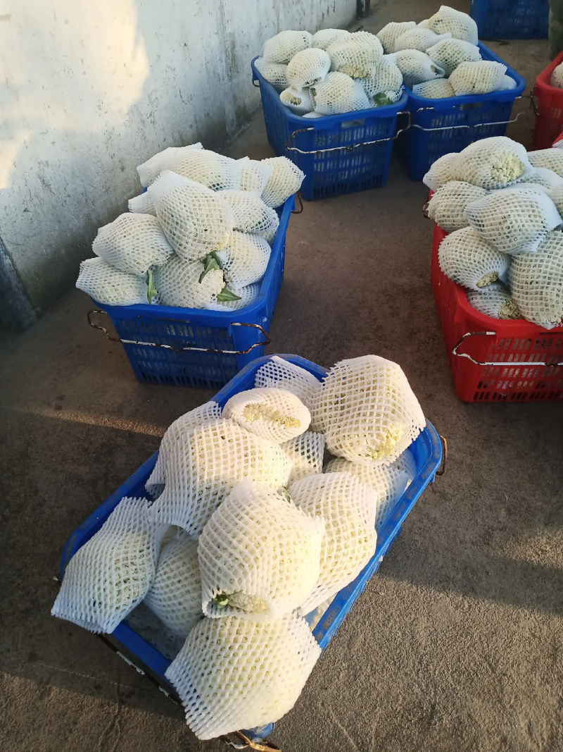 松花菜湖北菜花货量充足价格真实市场直供视频看货