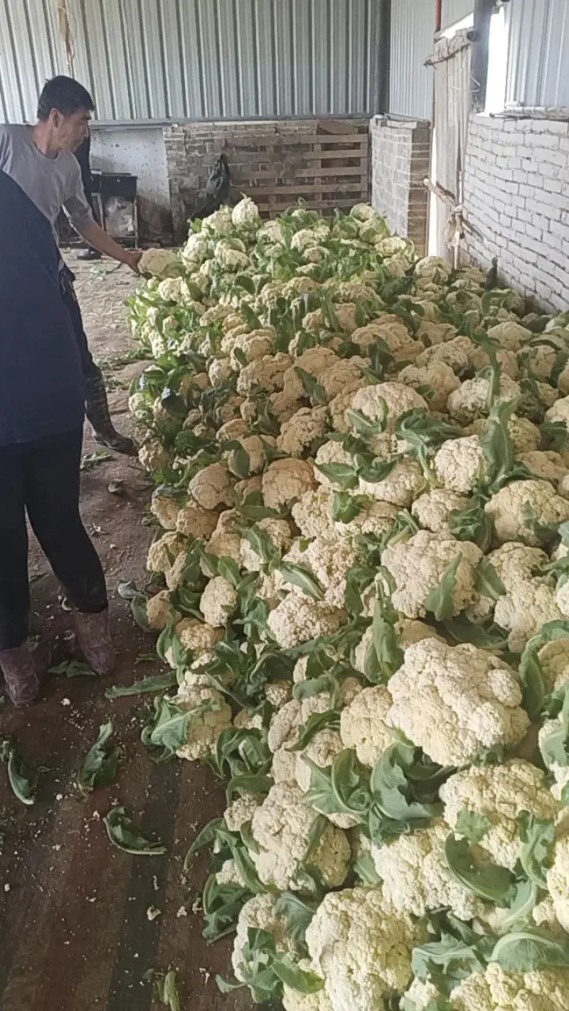 松花菜湖北菜花货量充足价格真实市场直供视频看货