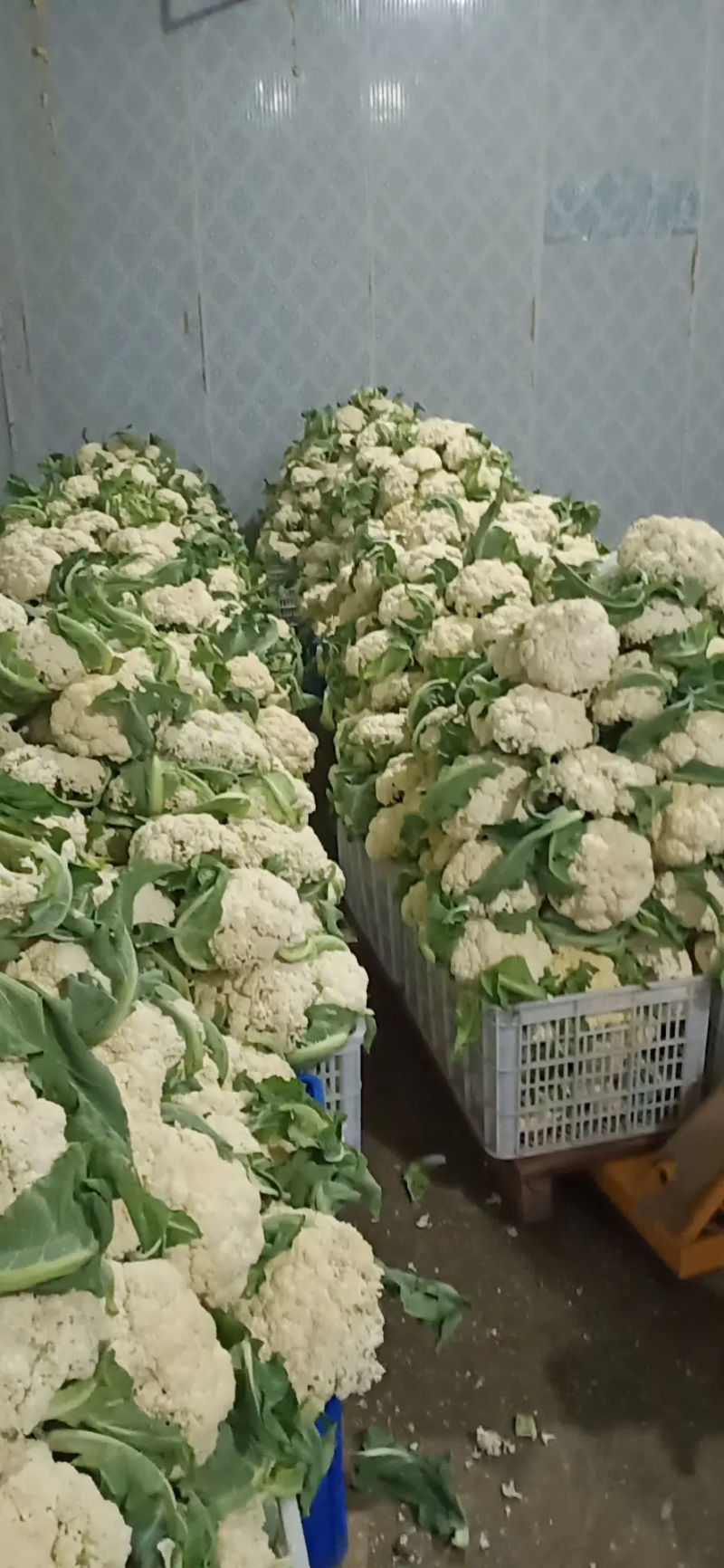 松花菜湖北菜花货量充足价格真实市场直供视频看货