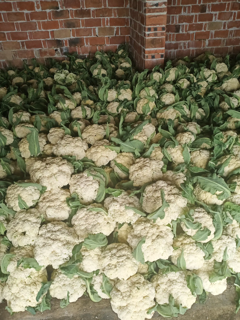 松花菜湖北菜花货量充足价格真实市场直供视频看货