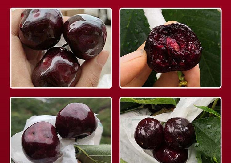 福星樱桃单果特写：紫红色光泽果面，心形果型，果柄粗短带绿色离层，果脐微凹，表面无裂纹，背景为晨露微光下的果园枝头