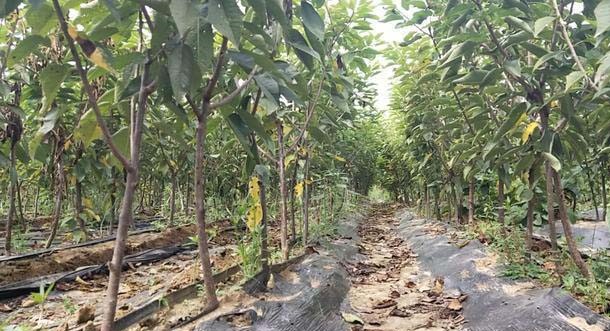 左侧为布鲁克斯樱桃树,树冠开张,枝条疏松,叶片较小;右侧为美早樱桃树,树势直立,枝条粗壮,叶大浓绿。背景为山东烟台某标准化樱桃园,春季开花期景象 布鲁克斯樱桃与美早樱桃树冠对比图
