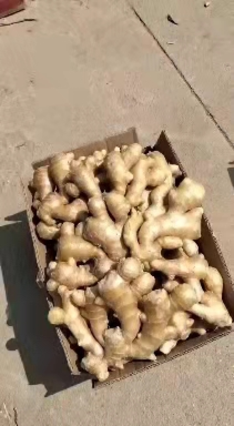 山东优质生姜大黄姜货源充足产地生姜辣味足欢迎咨询