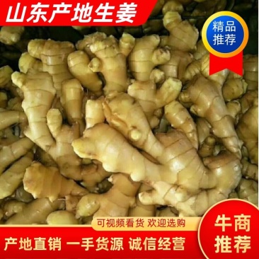 山东优质生姜大黄姜货源充足产地生姜辣味足欢迎咨询