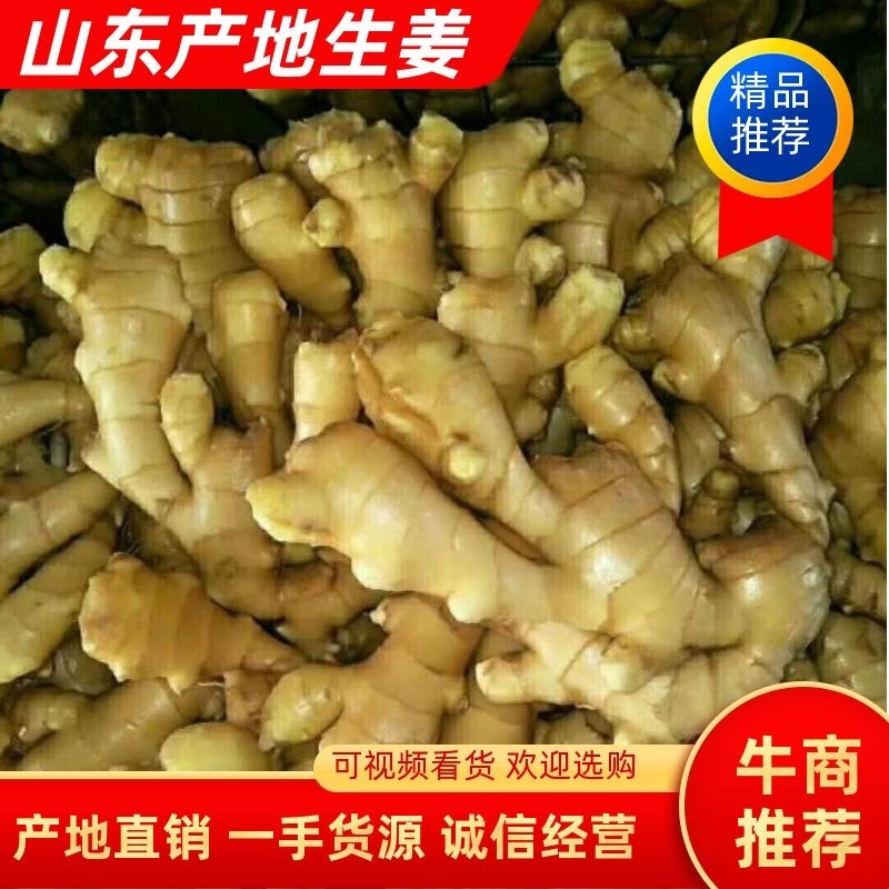 山东优质生姜大黄姜货源充足产地生姜辣味足欢迎咨询