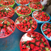 精品奶油草莓口感好质量优货源充足欢迎联系