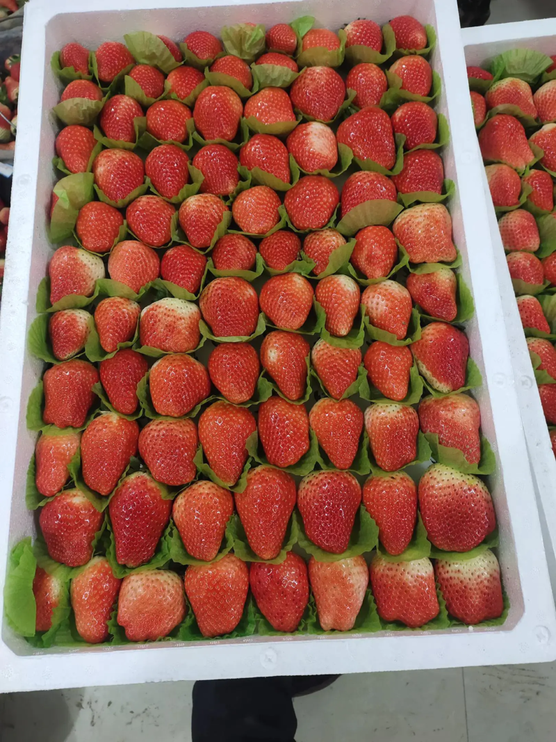 精品奶油草莓口感好质量优货源充足欢迎联系