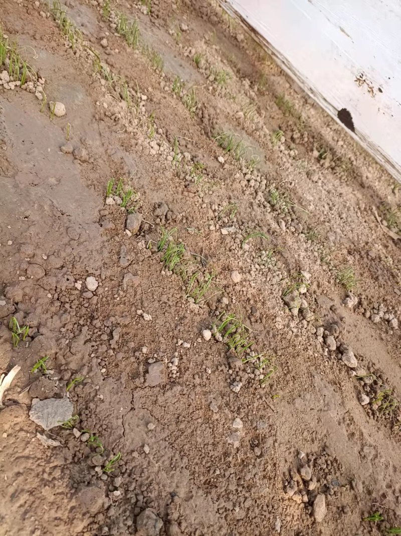 【推荐】钢葱苗：品种惠和，天光一本，章丘葱苗提供高产技术
