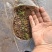 【推荐】钢葱苗：品种惠和，天光一本，章丘葱苗提供高产技术