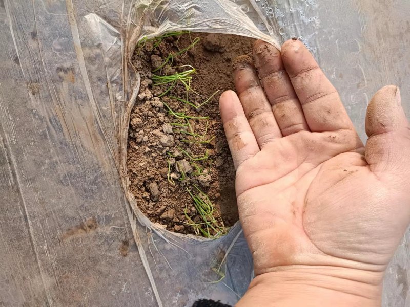 【推荐】钢葱苗：品种惠和，天光一本，章丘葱苗提供高产技术