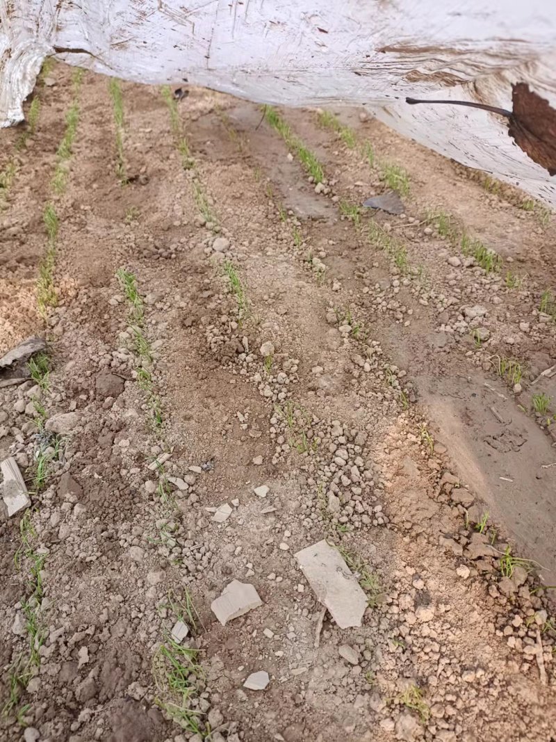 【推荐】钢葱苗：品种惠和，天光一本，章丘葱苗提供高产技术