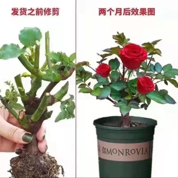 推荐玫瑰老桩货源量大欢迎咨询联系价格便宜存活率高