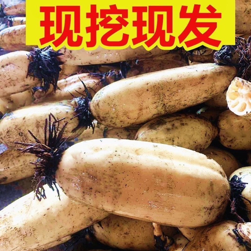 加工厂的货精品鄂莲6号大量上市，现挖现发保质保量