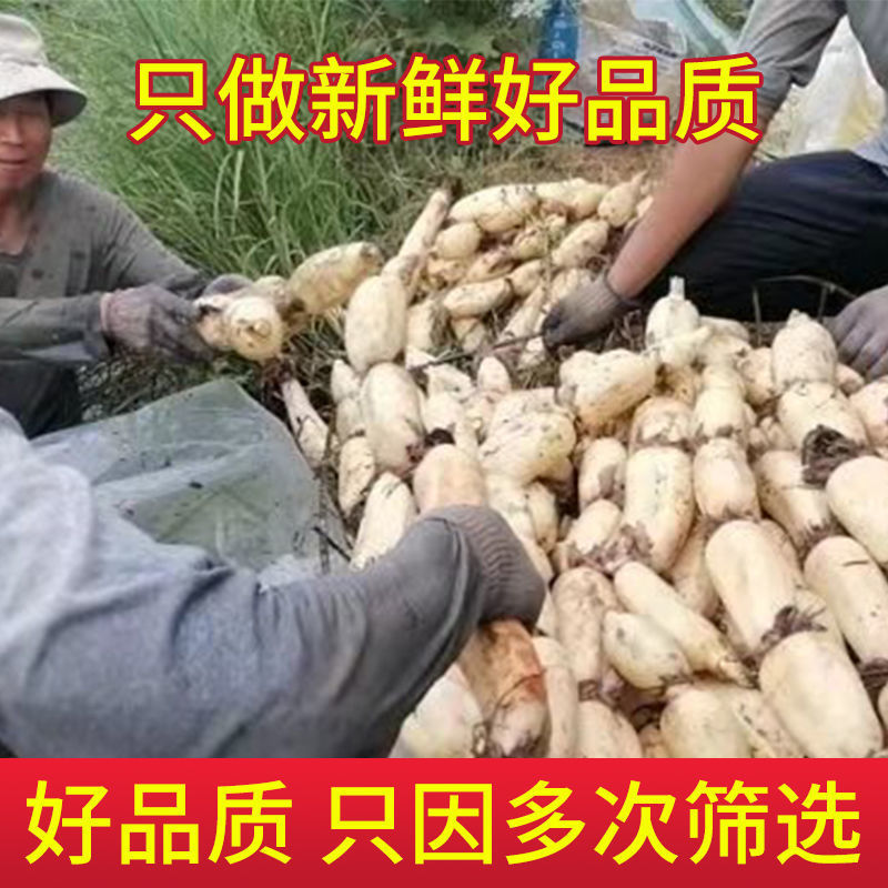 加工厂的货精品鄂莲6号大量上市，现挖现发保质保量