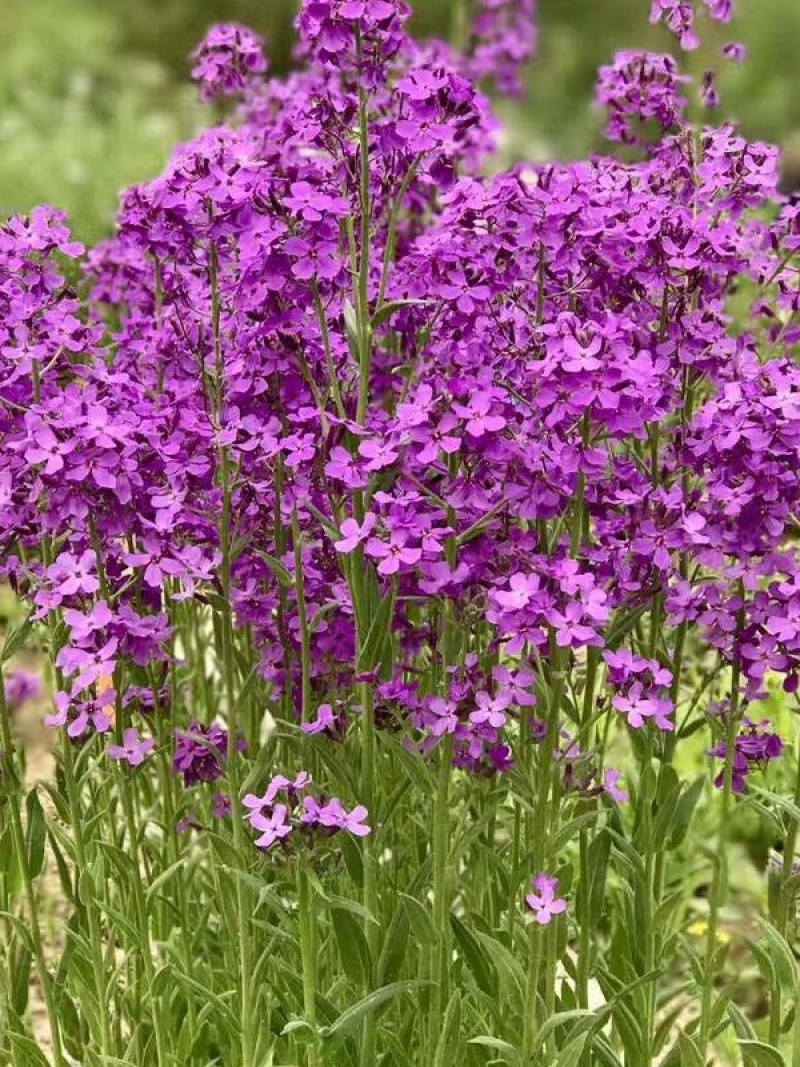 【兰香芥】蓝香芥种子，兰香芥籽种颗粒饱满发芽率高