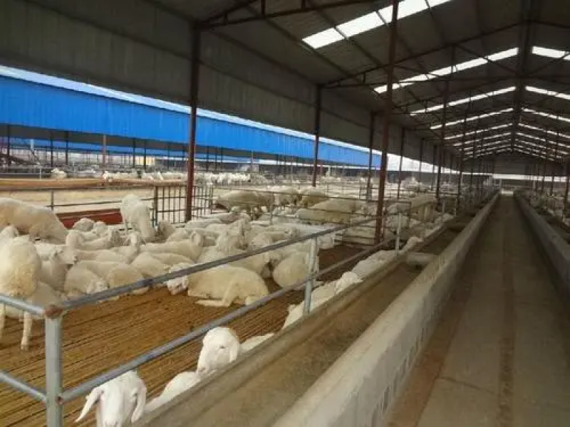 肉羊山东基地直发全国包邮价格优惠欢迎采购商联系咨询