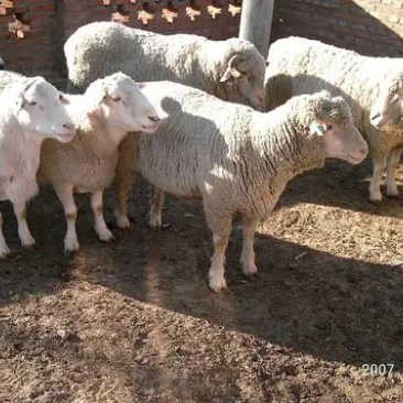 肉羊山东基地直发全国包邮价格优惠欢迎采购商联系咨询