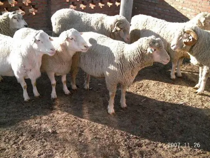 肉羊山东基地直发全国包邮价格优惠欢迎采购商联系咨询