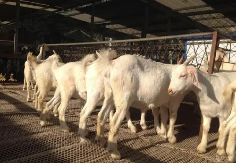 肉羊山东基地直发全国包邮价格优惠欢迎采购商联系咨询