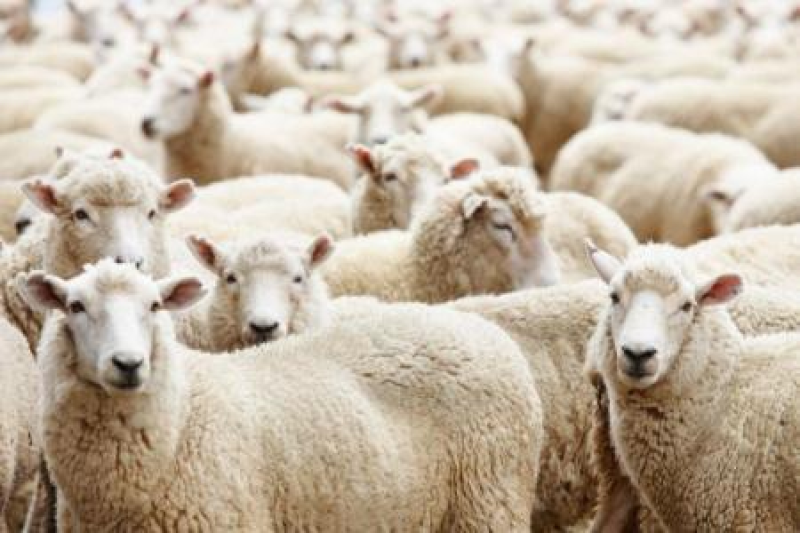 肉羊山东基地直发全国包邮价格优惠欢迎采购商联系咨询